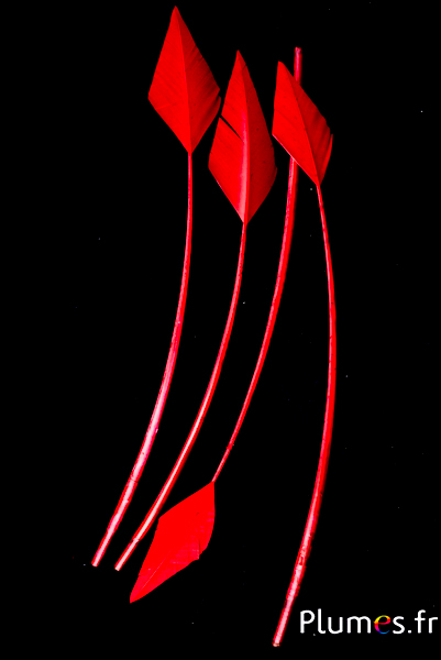 Cygne flèche - 20-30 cm - rouge